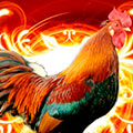 Happy New 2017 Year  Year of the flame-colored cock!!!